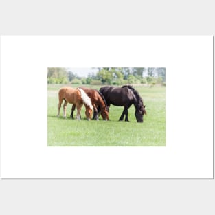 Three horses grazing on pasture Posters and Art